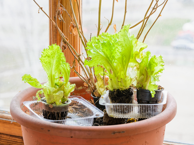 Romaine lettuce base in water